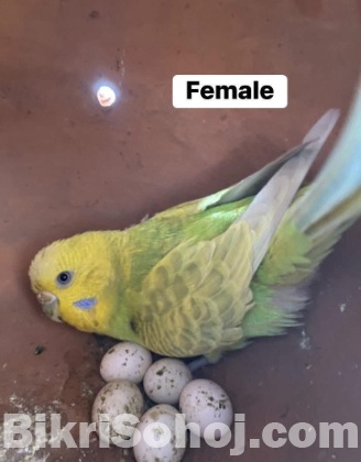 Budgerigar